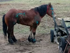 Koń na zewnątrz, na terenie gospodarstwa rolnego