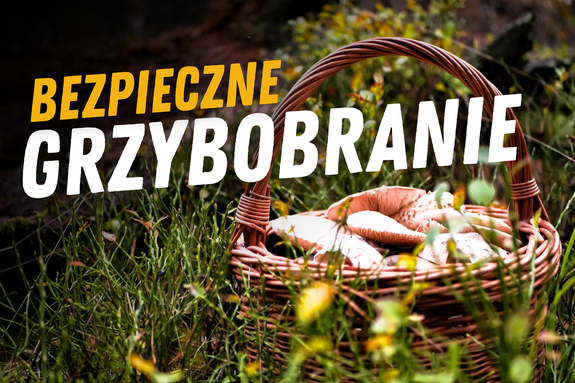 plakat bezpieczne grzybobranie