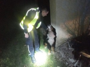 Na zdjęciu widnieje policjant trzymający psa.