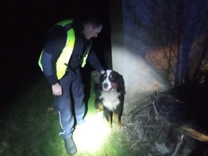 Na zdjęciu widnieje policjant trzymający psa.