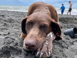 na zdjęciu widać psa leżącego na plaży, w tle widać morze i plażowiczów