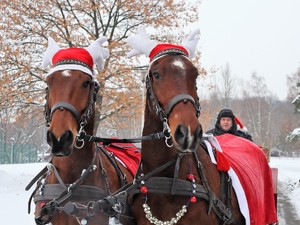 na zdjęciu widać ubrane świątecznie konie