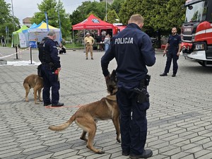 policjanci stoją ze swoimi psami służbowymi
